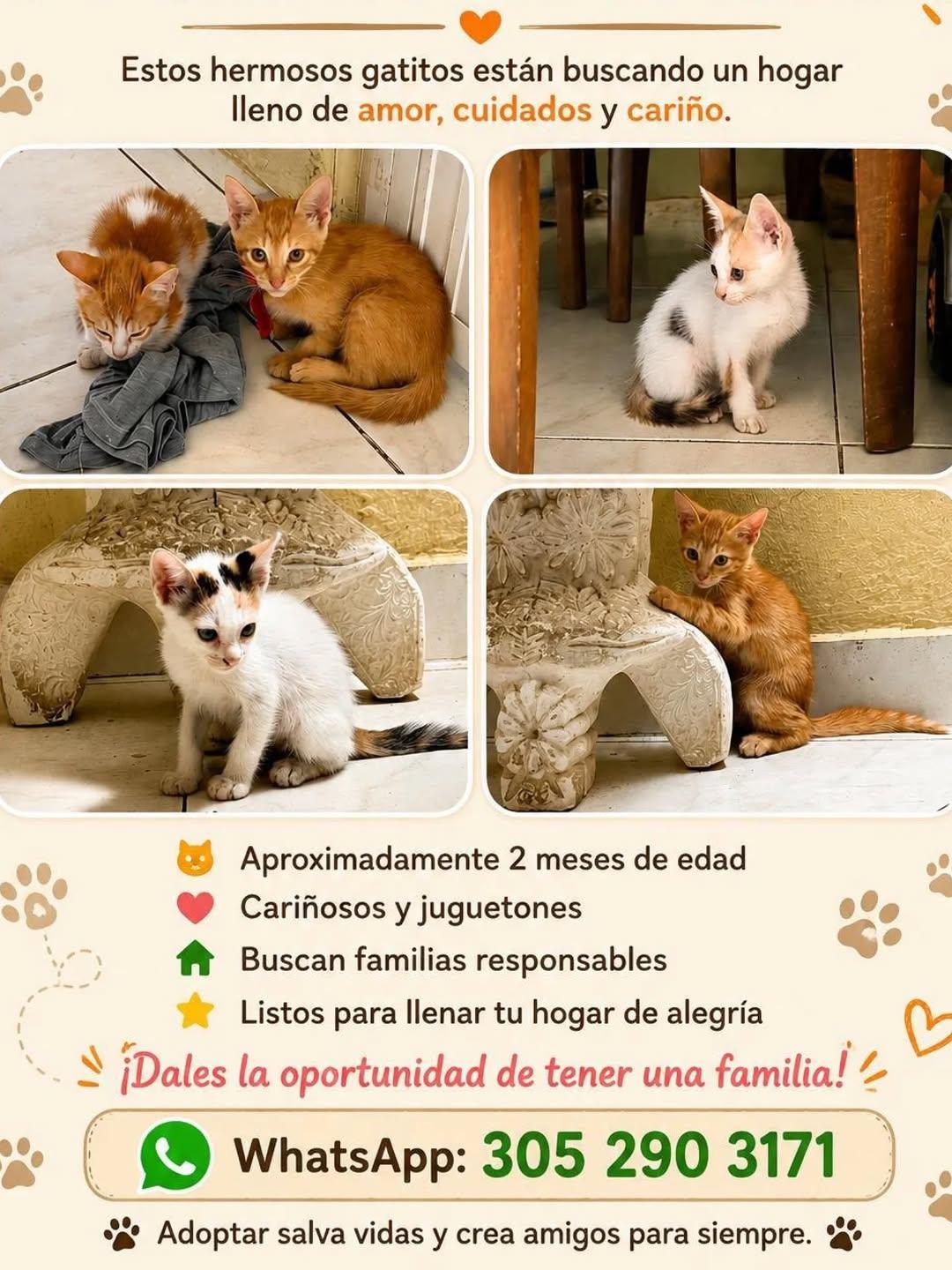 4 animalitos (1/2)