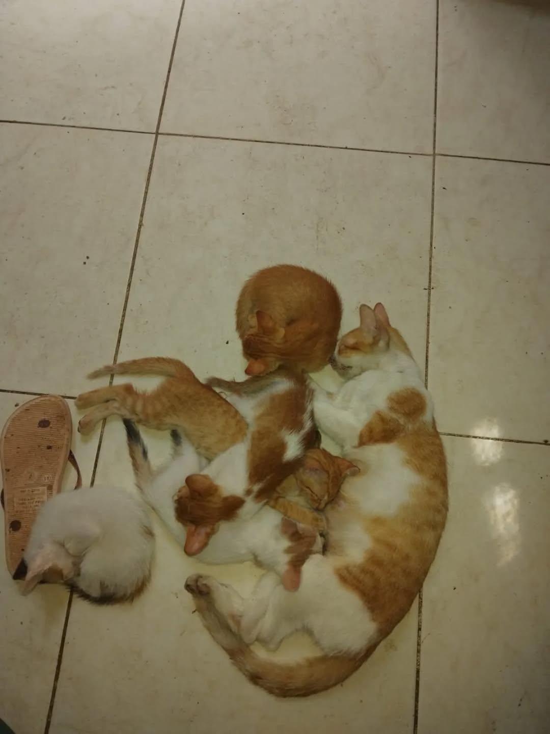 4 animalitos (2/2)