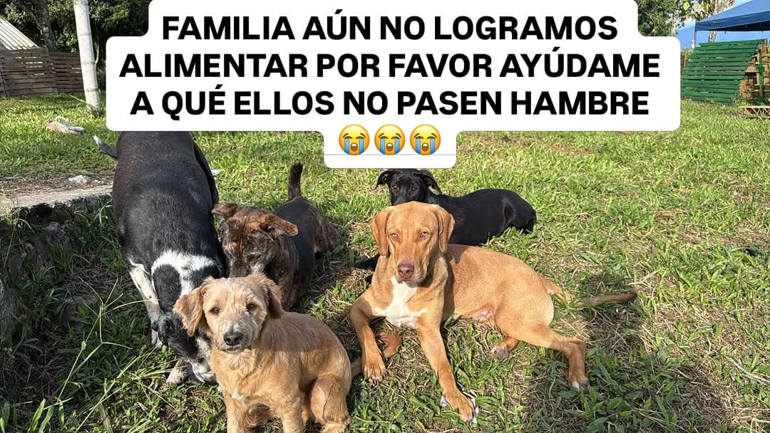 5 animalitos