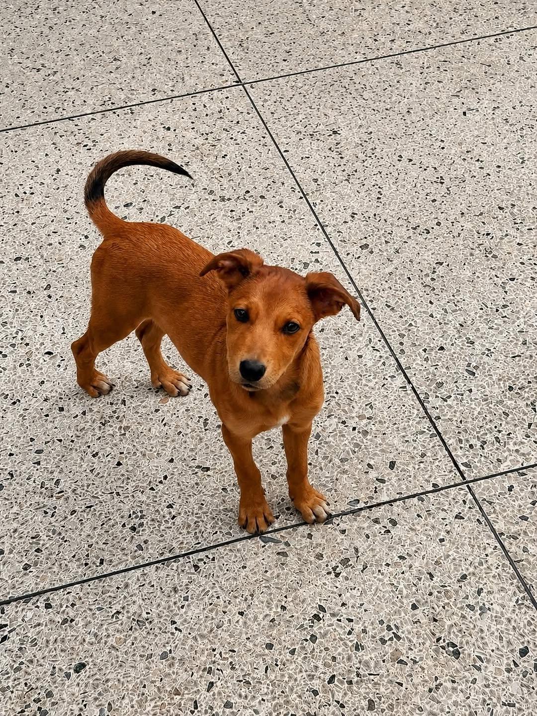 Canela (1/2)