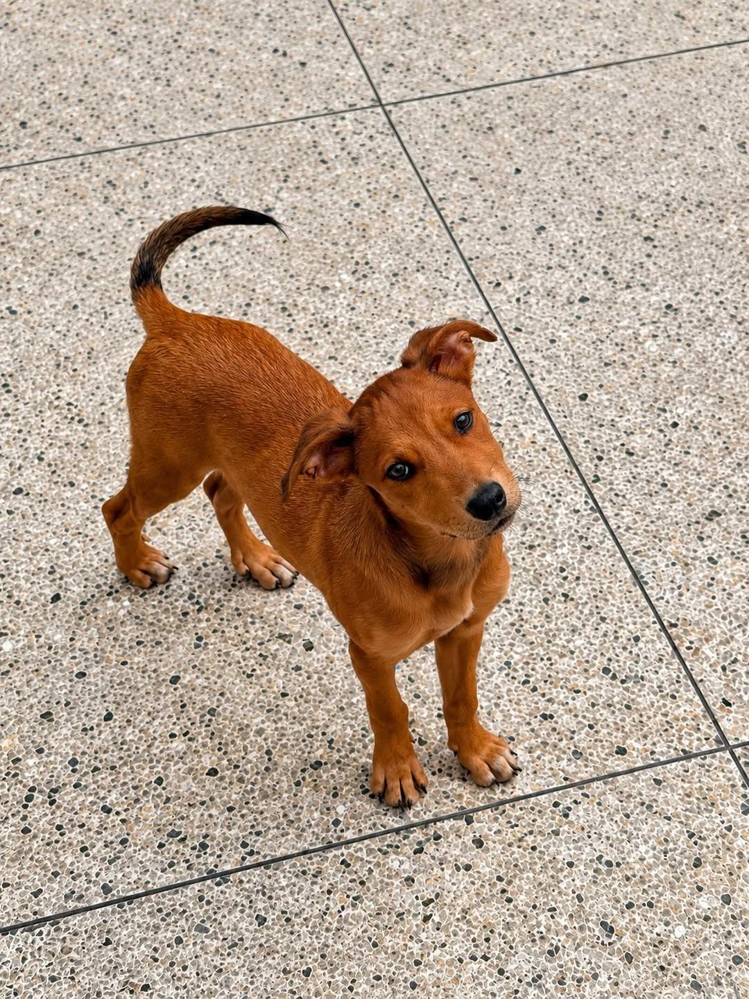 Canela (2/2)