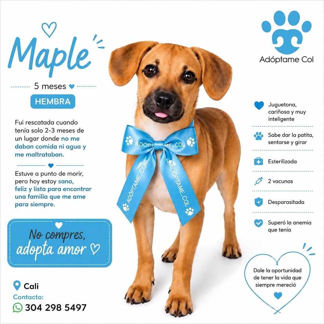 Maple (1/9)