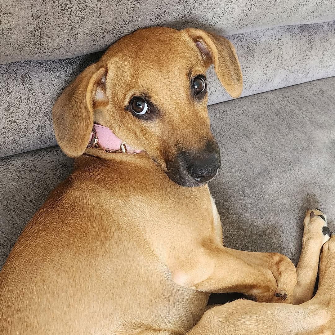 Maple (3/9)
