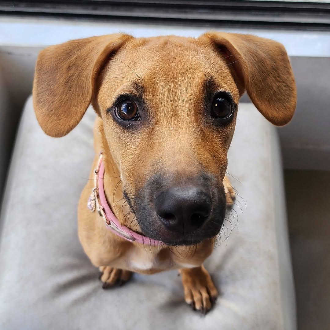 Maple (5/9)