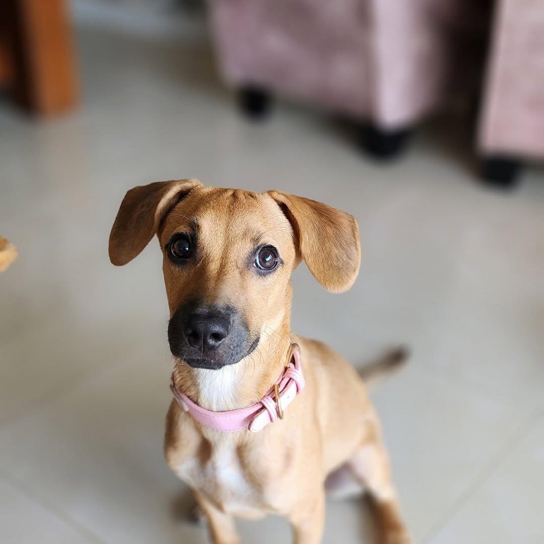 Maple (6/9)