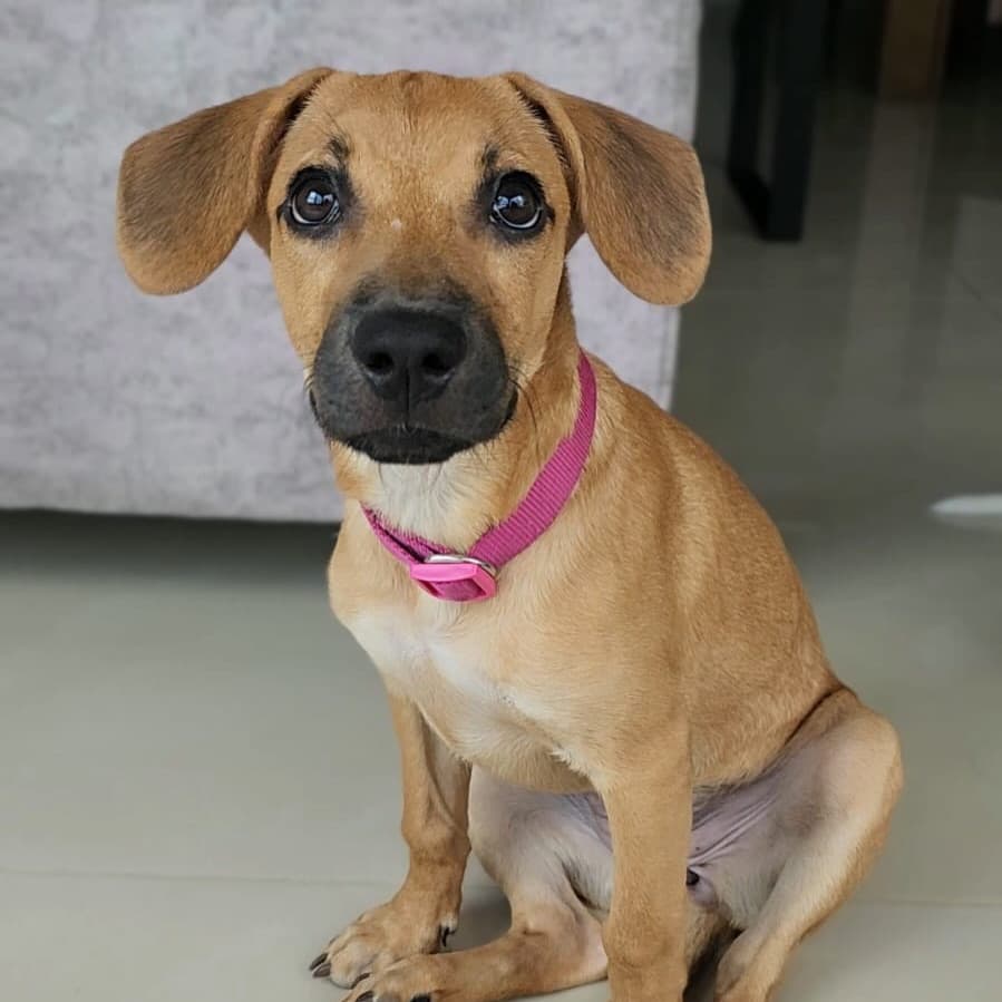 Maple (7/9)