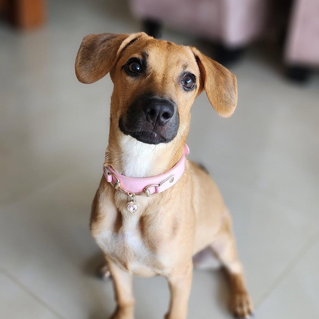 Maple (8/9)