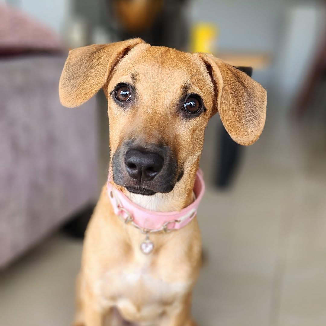 Maple (9/9)