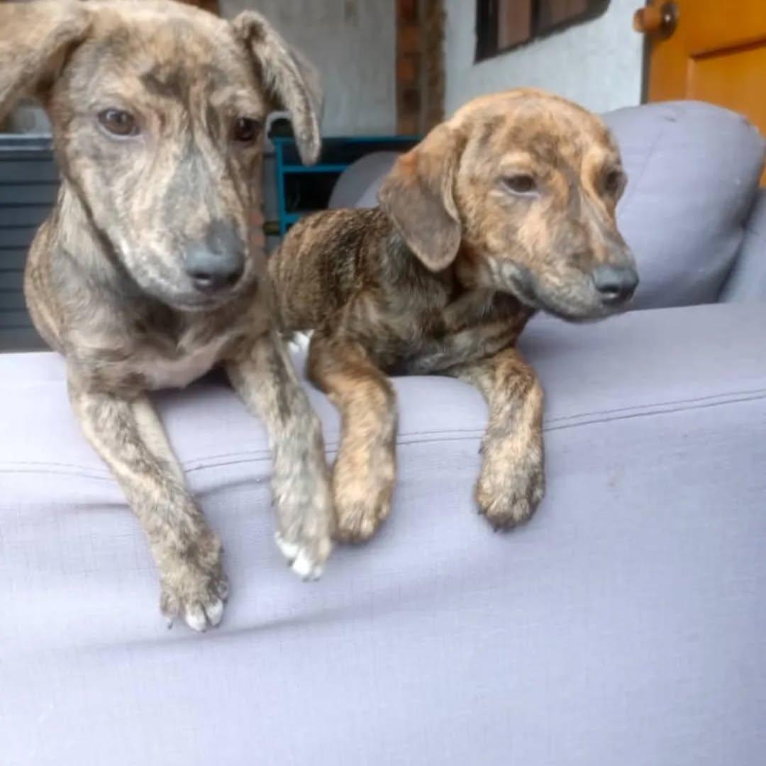 2 animalitos (2/6)
