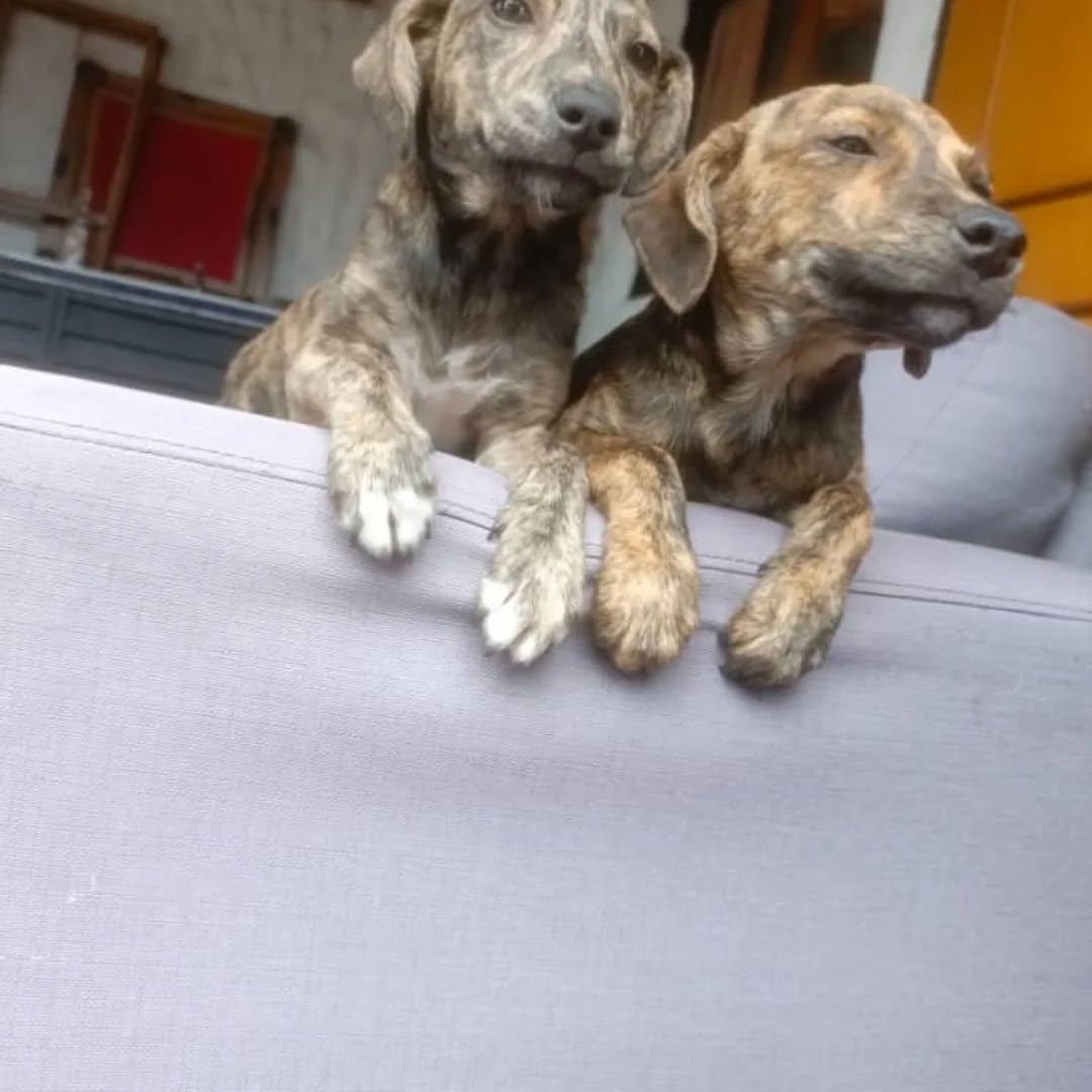 2 animalitos (3/6)