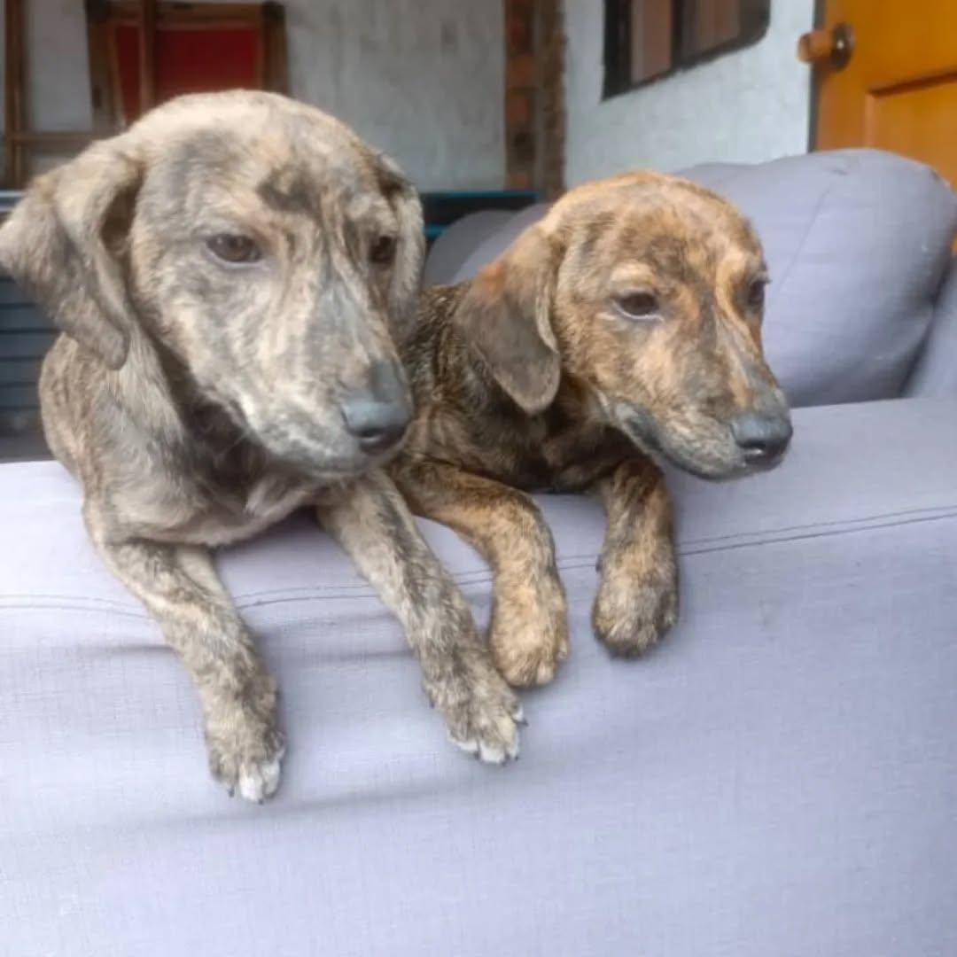 2 animalitos (4/6)