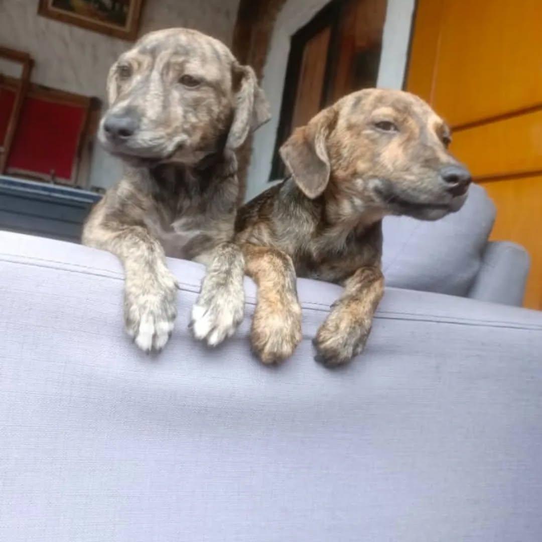 2 animalitos (5/6)