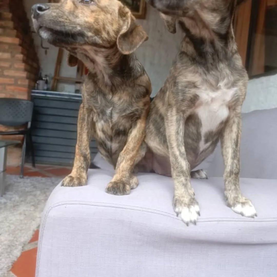 2 animalitos (6/6)