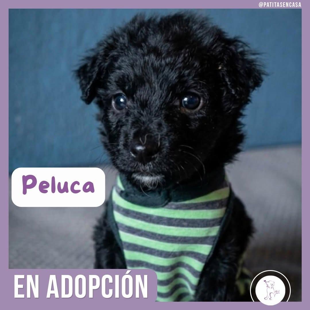 Peluca (1/4)