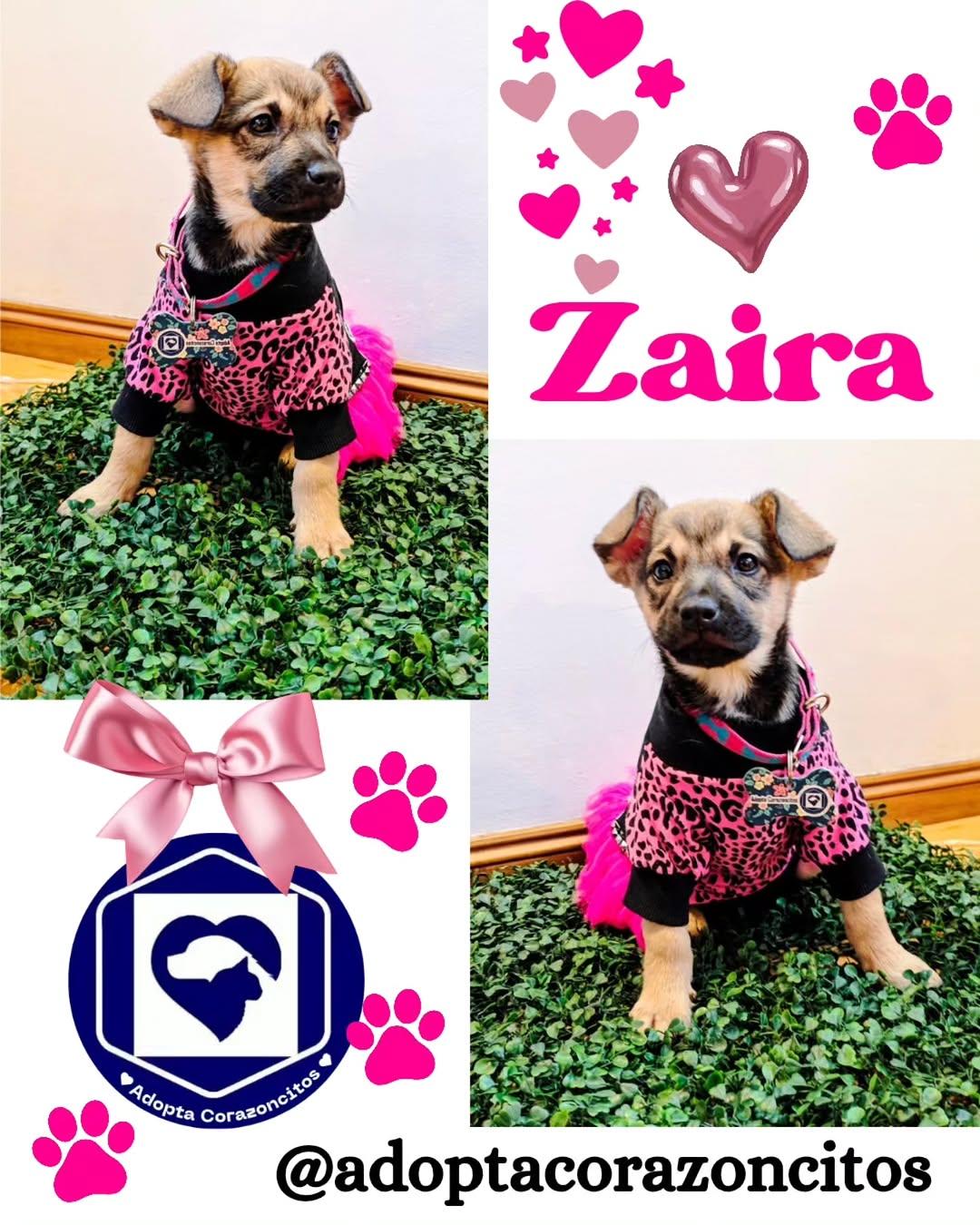 Zaira, Lucca, Alan +1 (1/4)