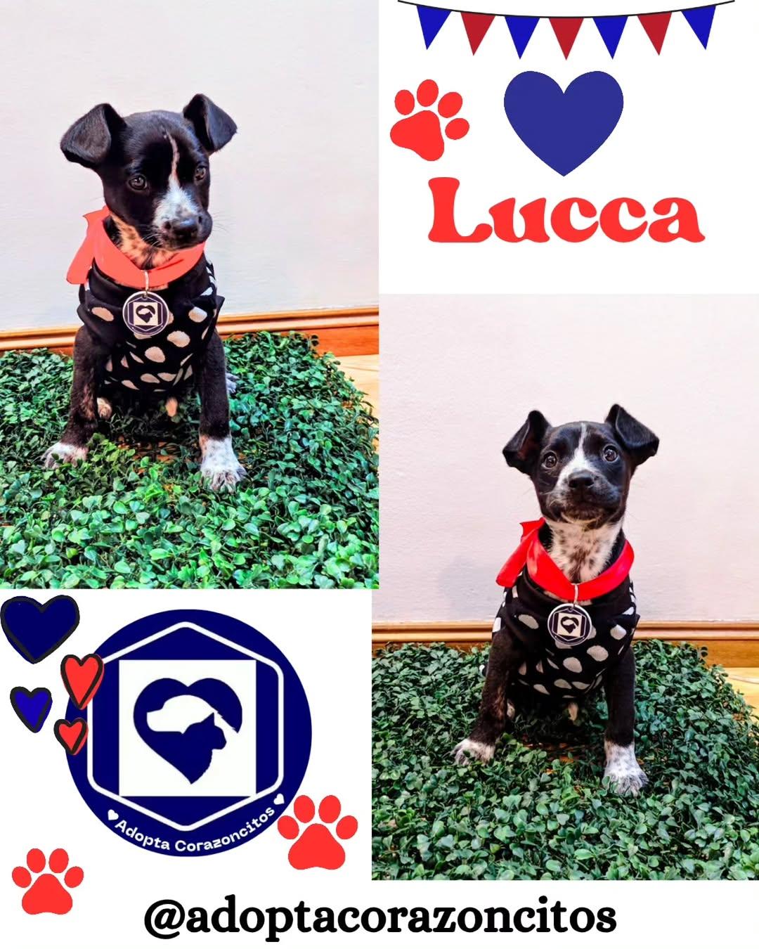 Zaira, Lucca, Alan +1 (2/4)