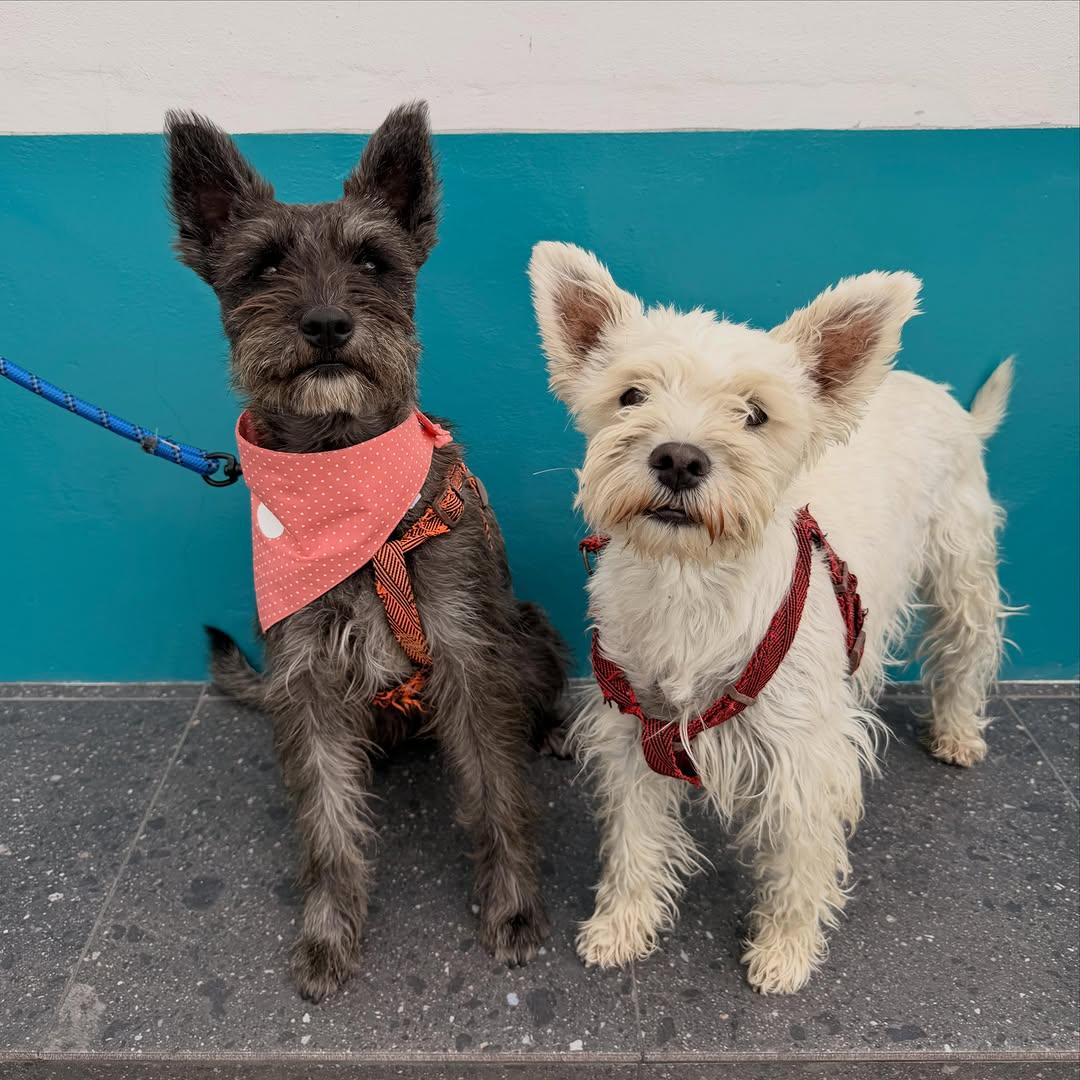 Pepper, Olive (1/13)