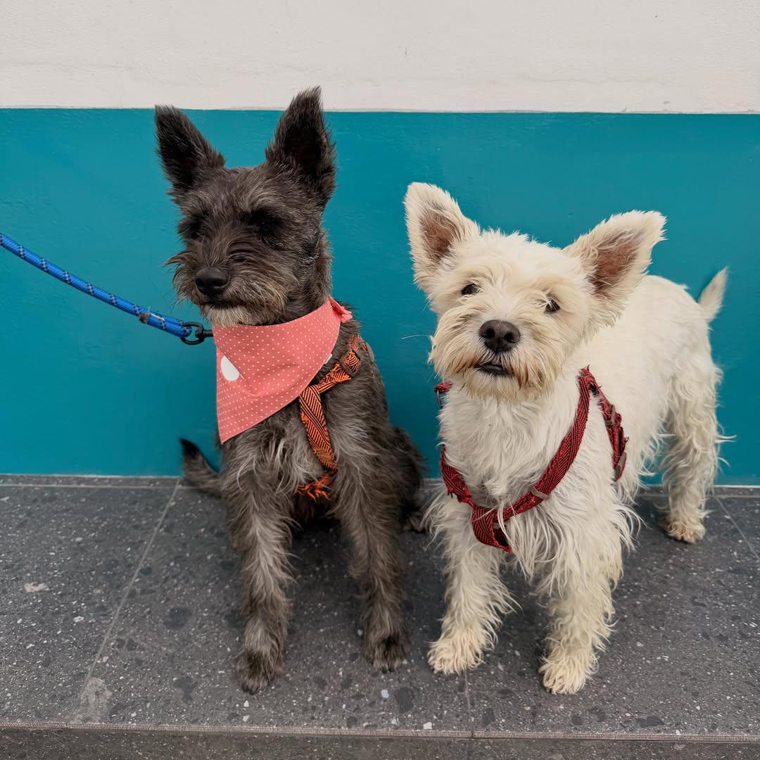 Pepper, Olive (2/13)