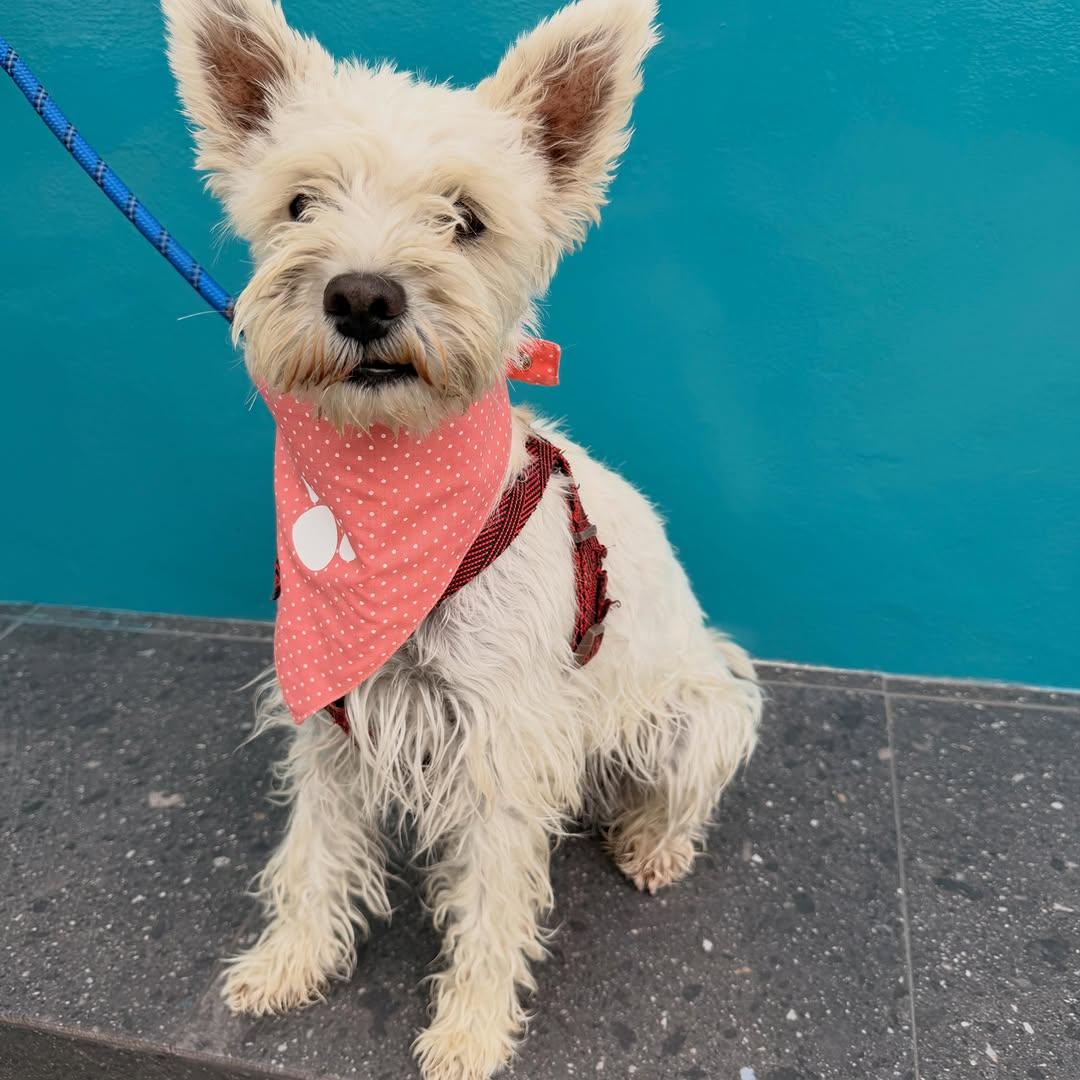 Pepper, Olive (13/13)