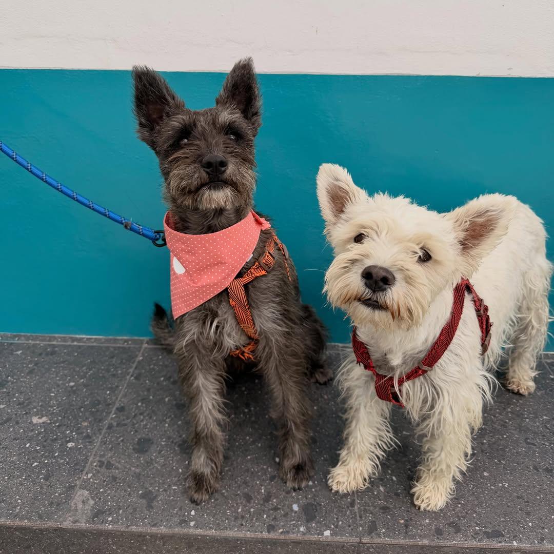 Pepper, Olive (3/13)
