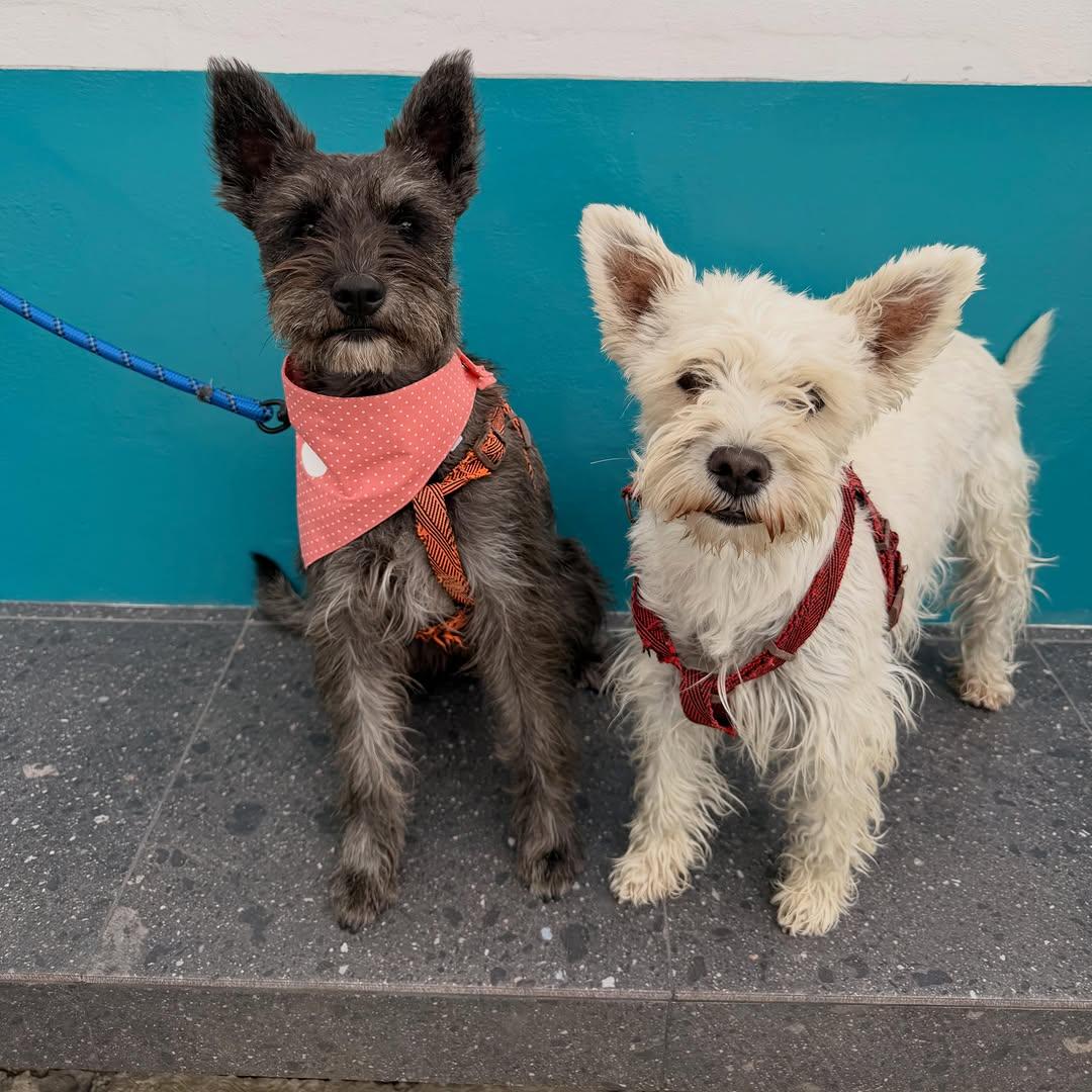 Pepper, Olive (4/13)