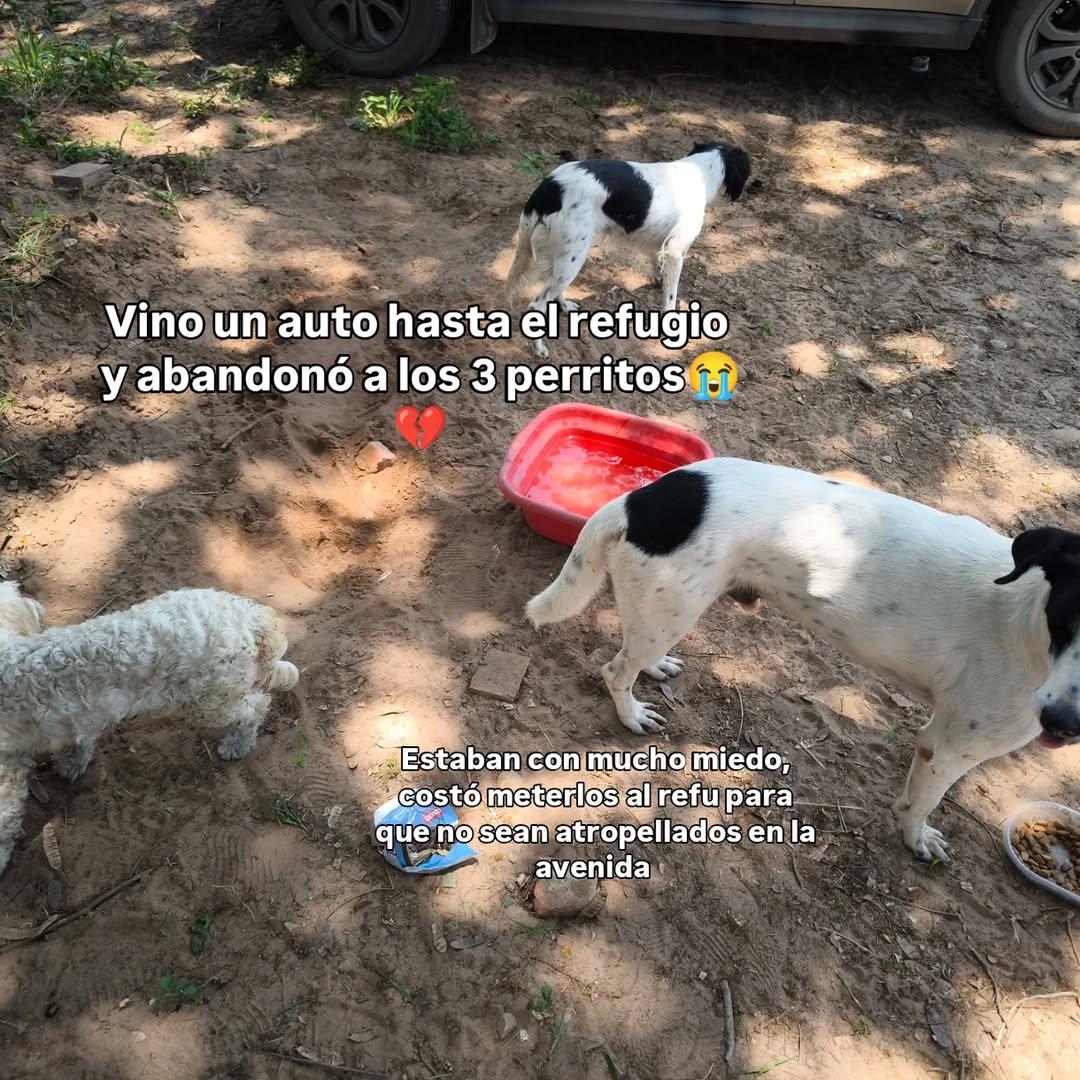 Muñecas, Chispitas (5/5)