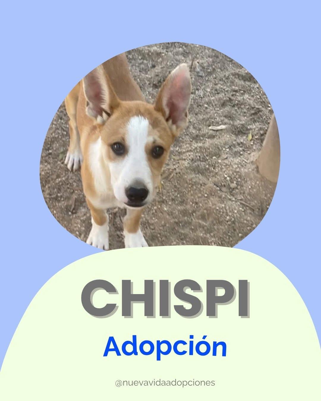 CHISPI (1/4)