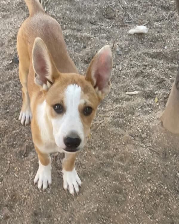 CHISPI (2/4)
