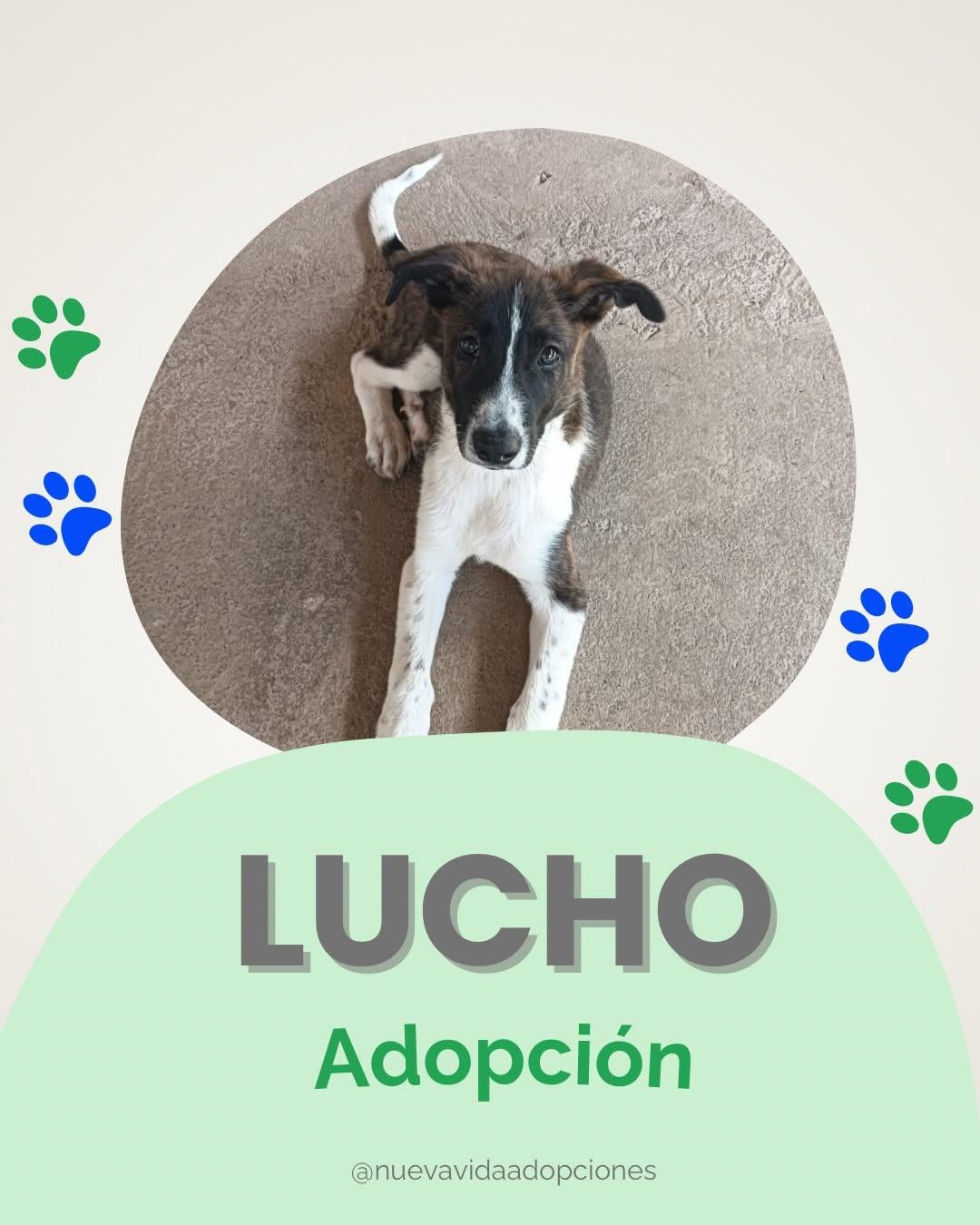 LUCHO (1/3)