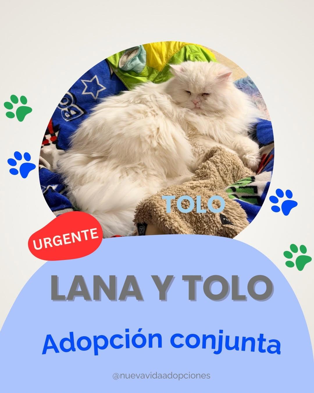 LANA, TOLO (1/4)