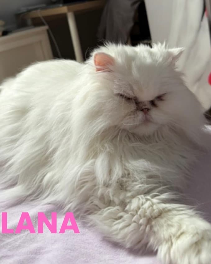 LANA, TOLO (2/4)