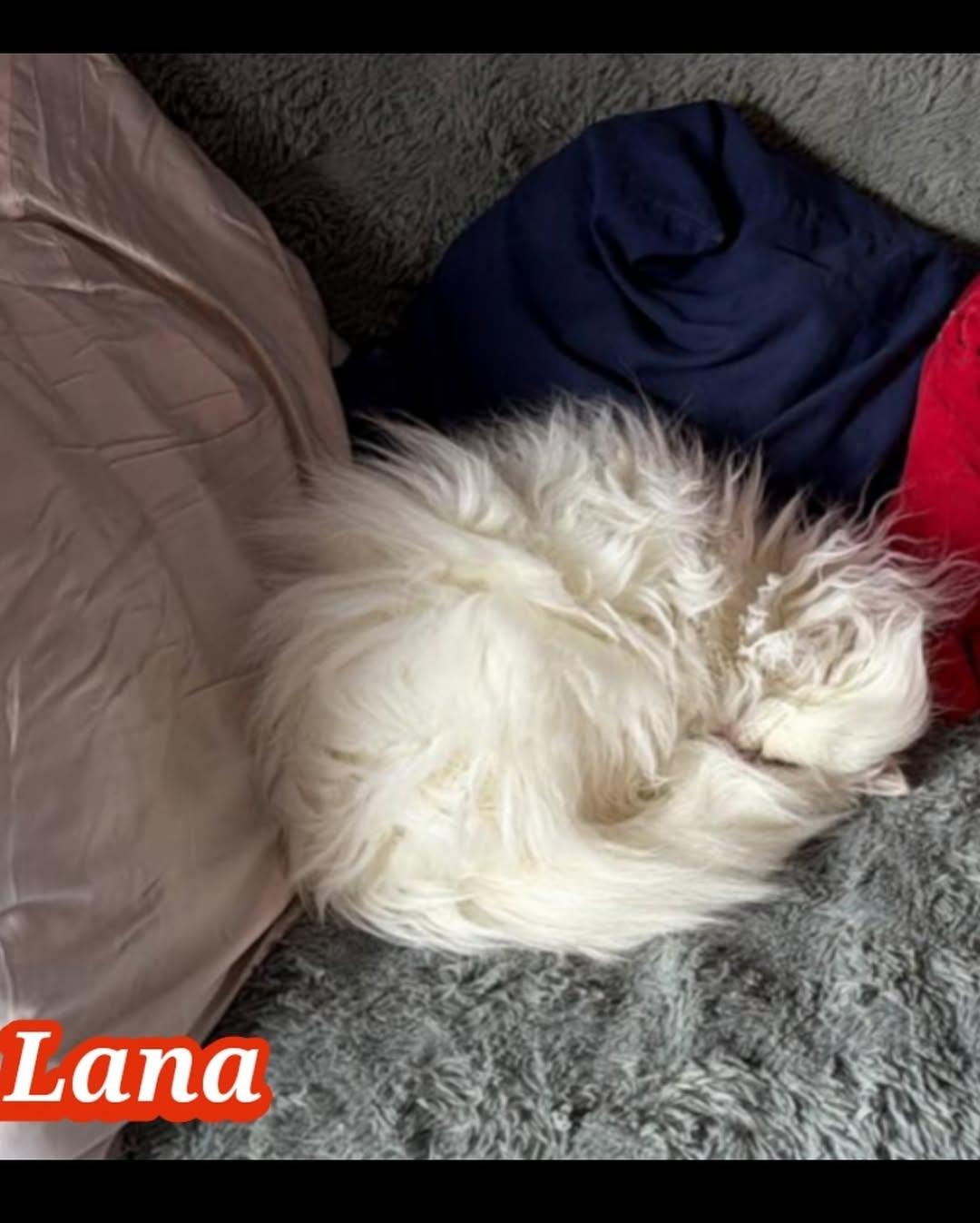 LANA, TOLO (3/4)