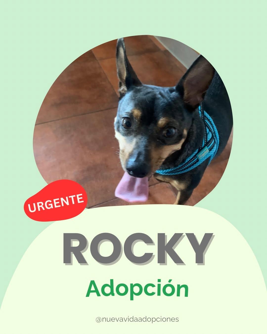 ROCKY BALBOA (1/4)