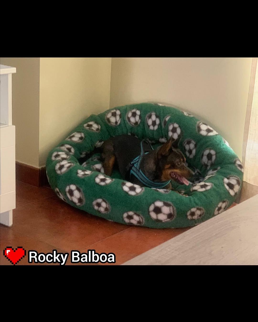 ROCKY BALBOA (3/4)