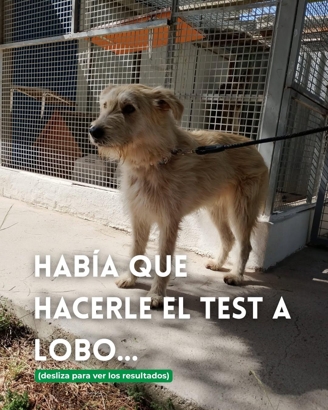 Lobo (1/6)
