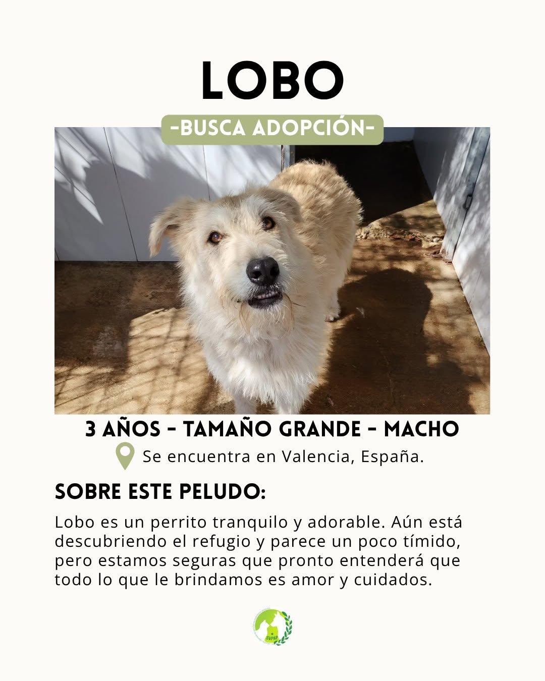 Lobo (3/6)