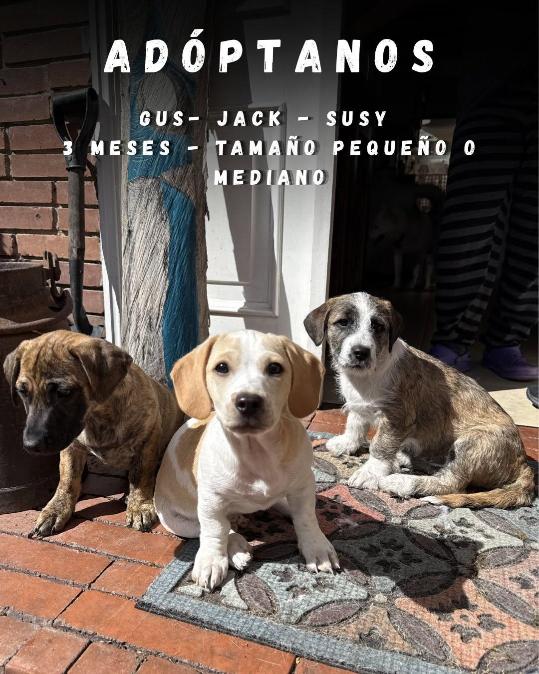 Susy, Jack, Gus (1/18)