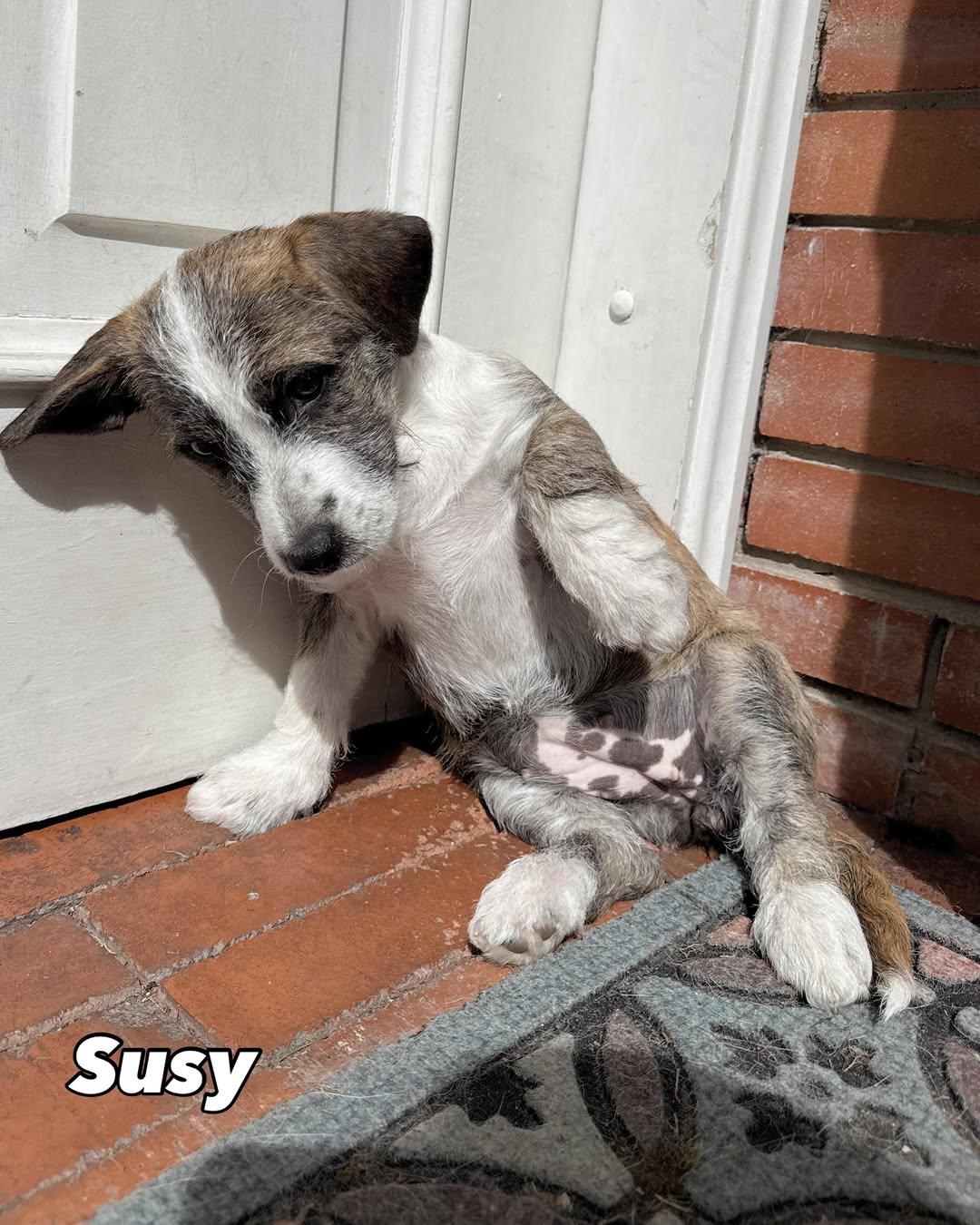 Susy, Jack, Gus (2/18)