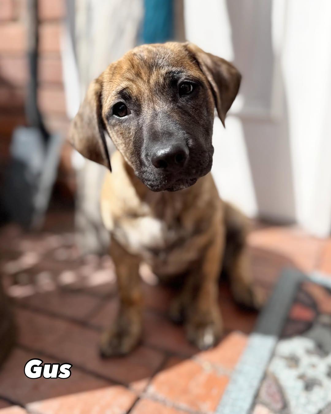 Susy, Jack, Gus (11/18)