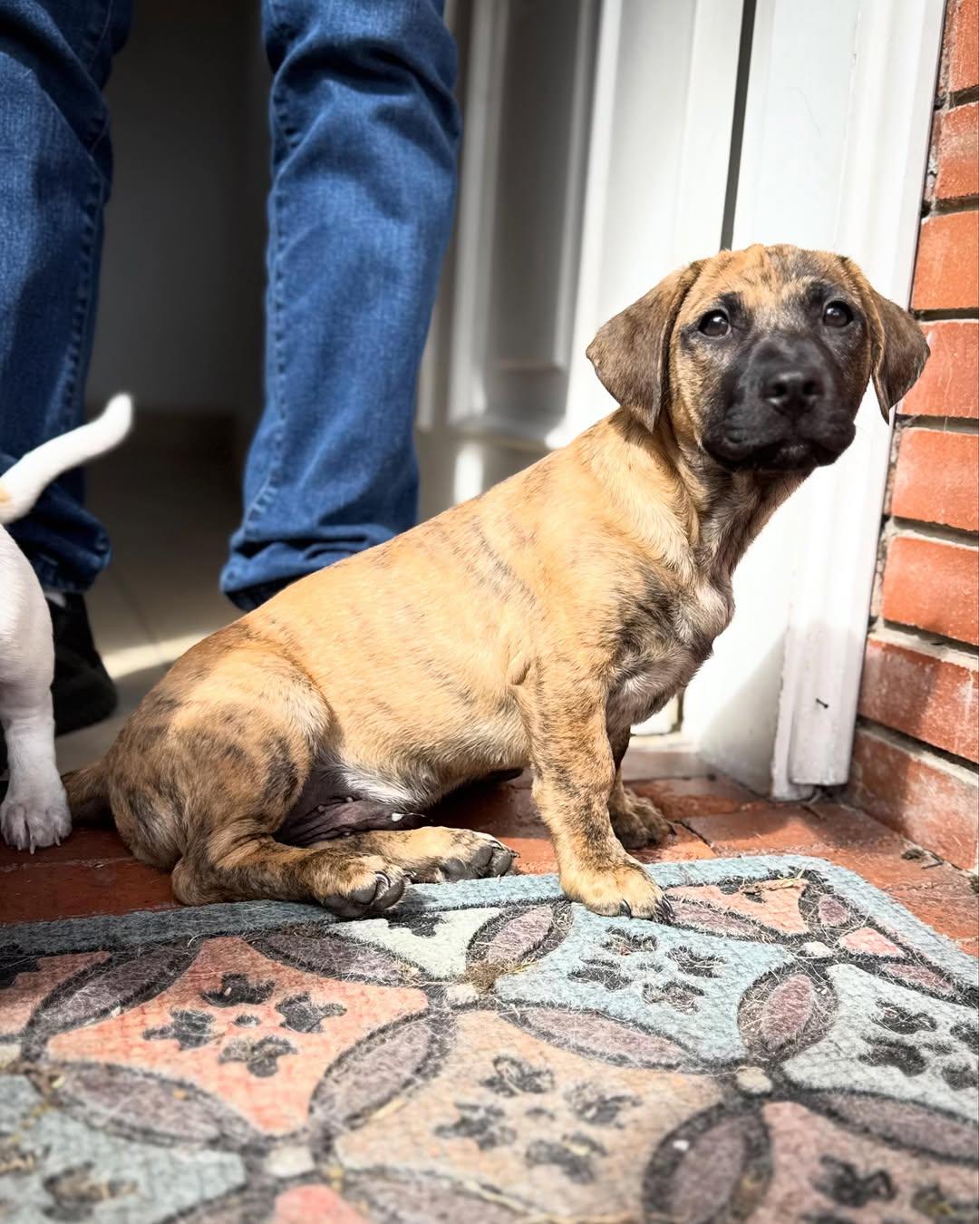 Susy, Jack, Gus (13/18)