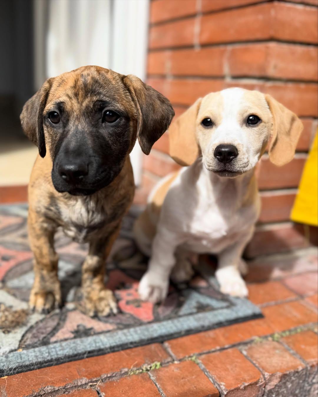 Susy, Jack, Gus (15/18)