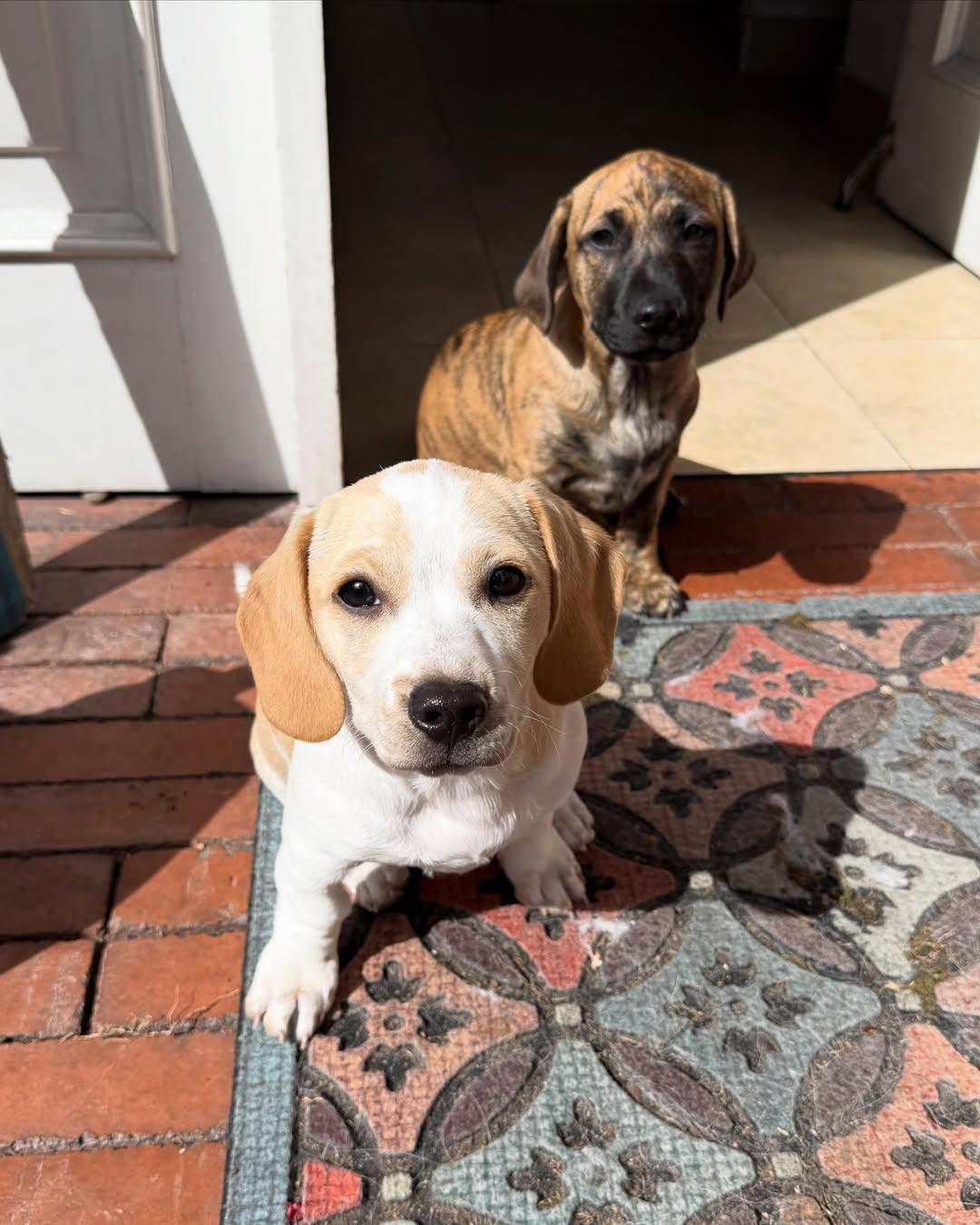 Susy, Jack, Gus (16/18)