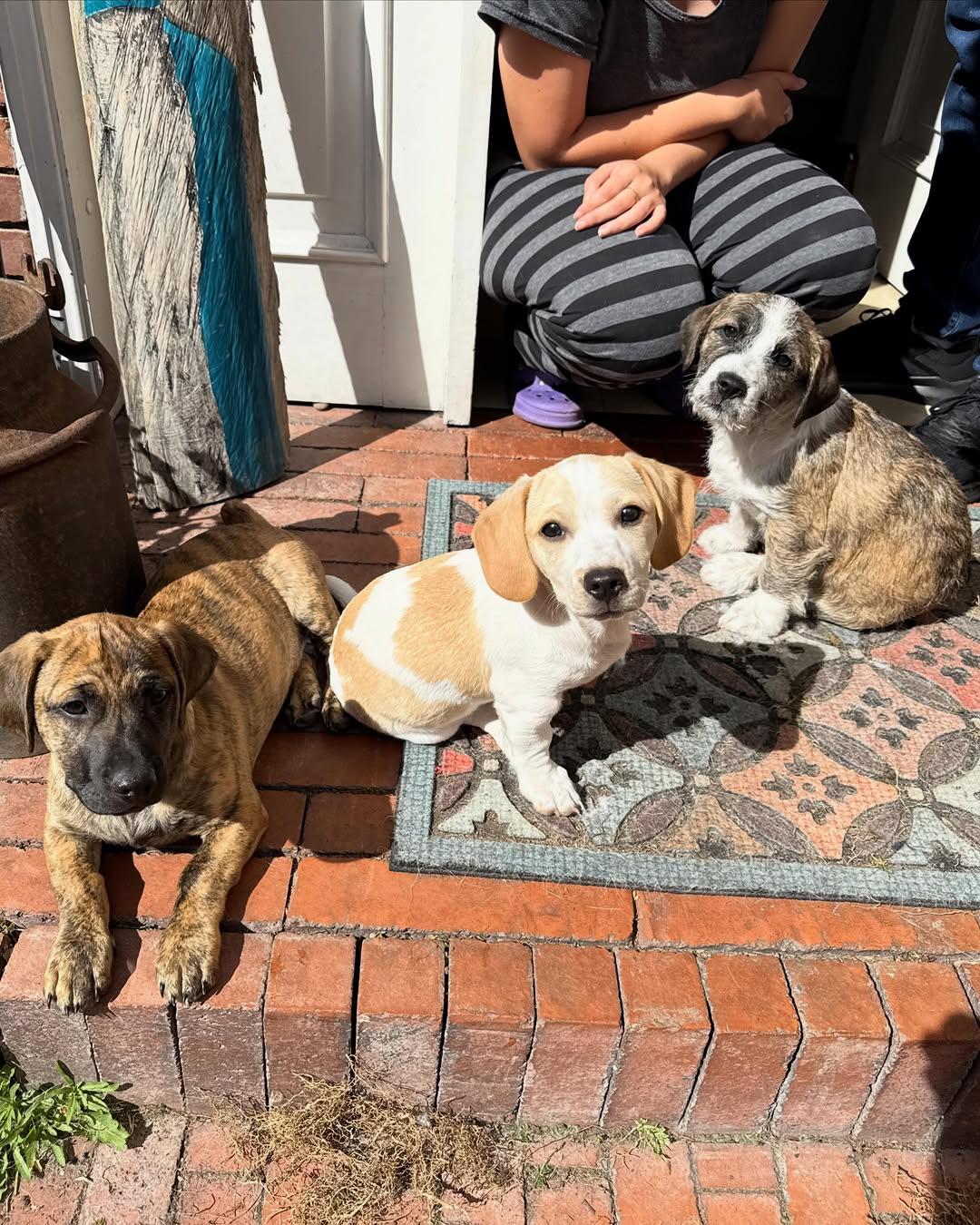 Susy, Jack, Gus (17/18)