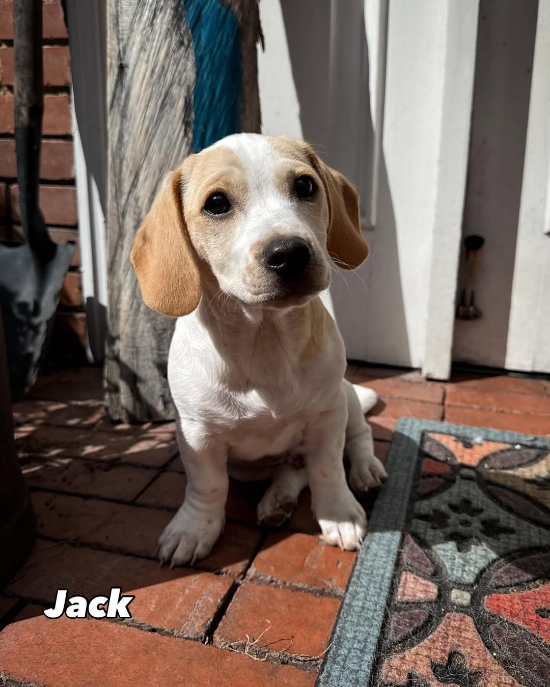 Susy, Jack, Gus (8/18)