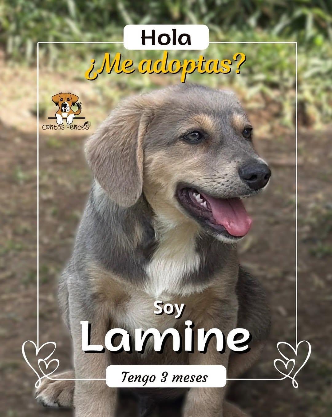 Lamine (1/5)