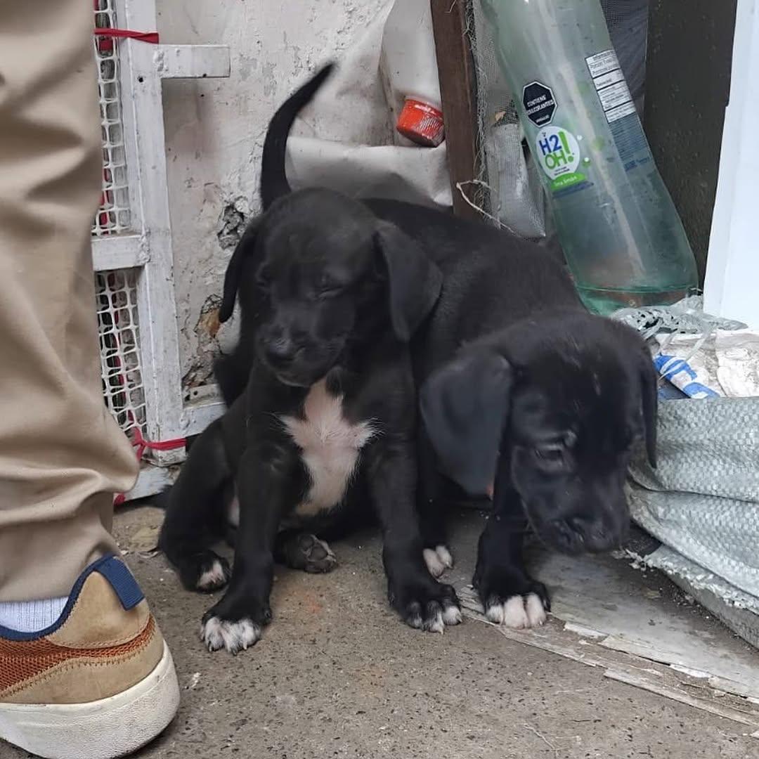 4 animalitos (3/3)
