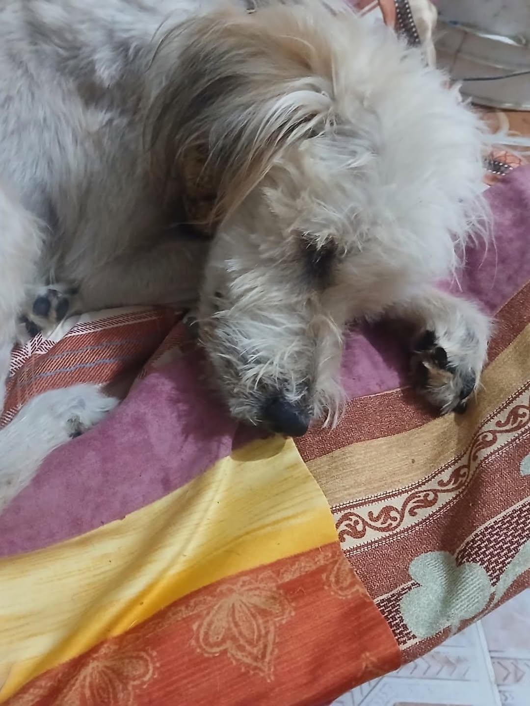 Peluche (3/4)