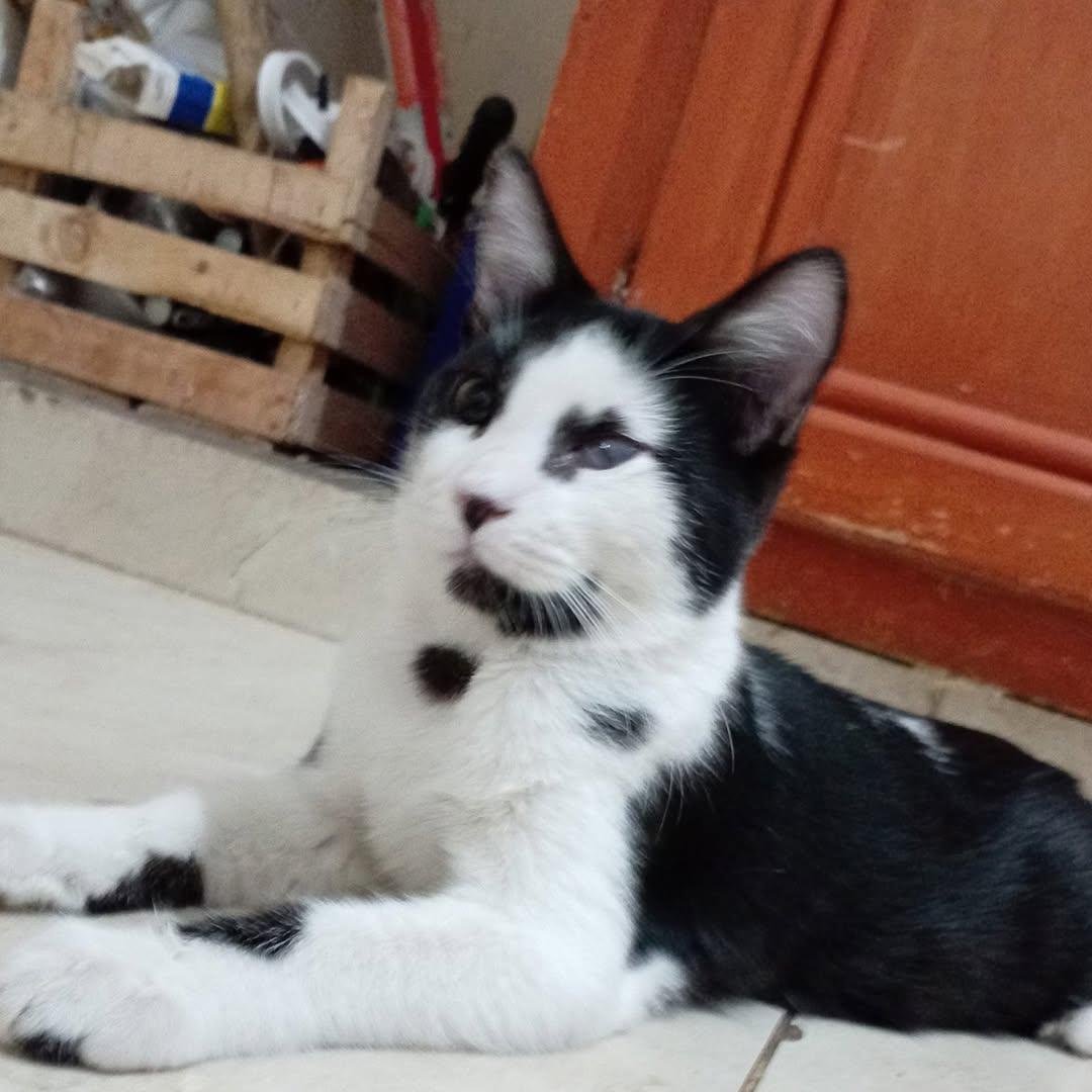 Biscocho, Bigotes (1/2)