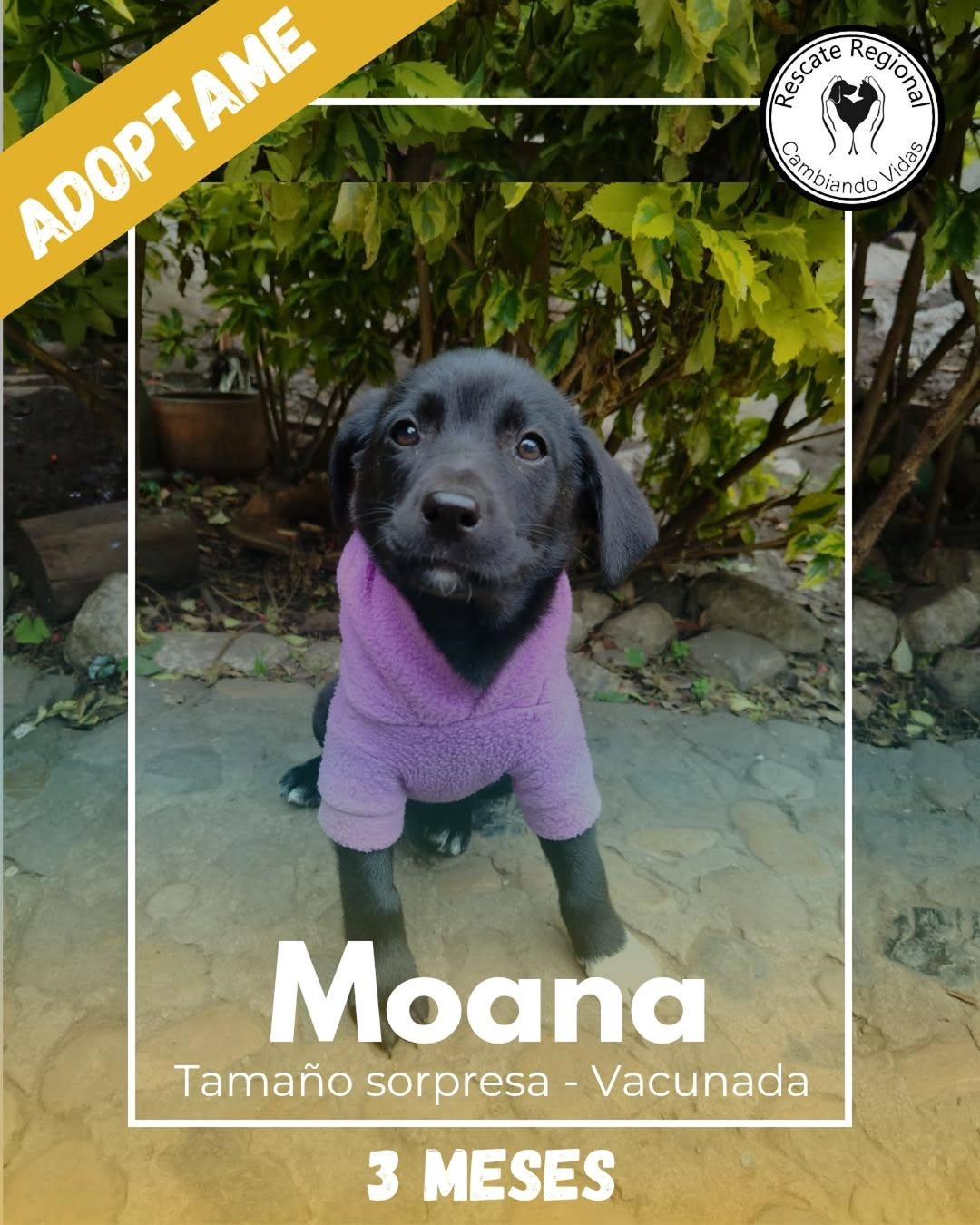 Moana (1/5)