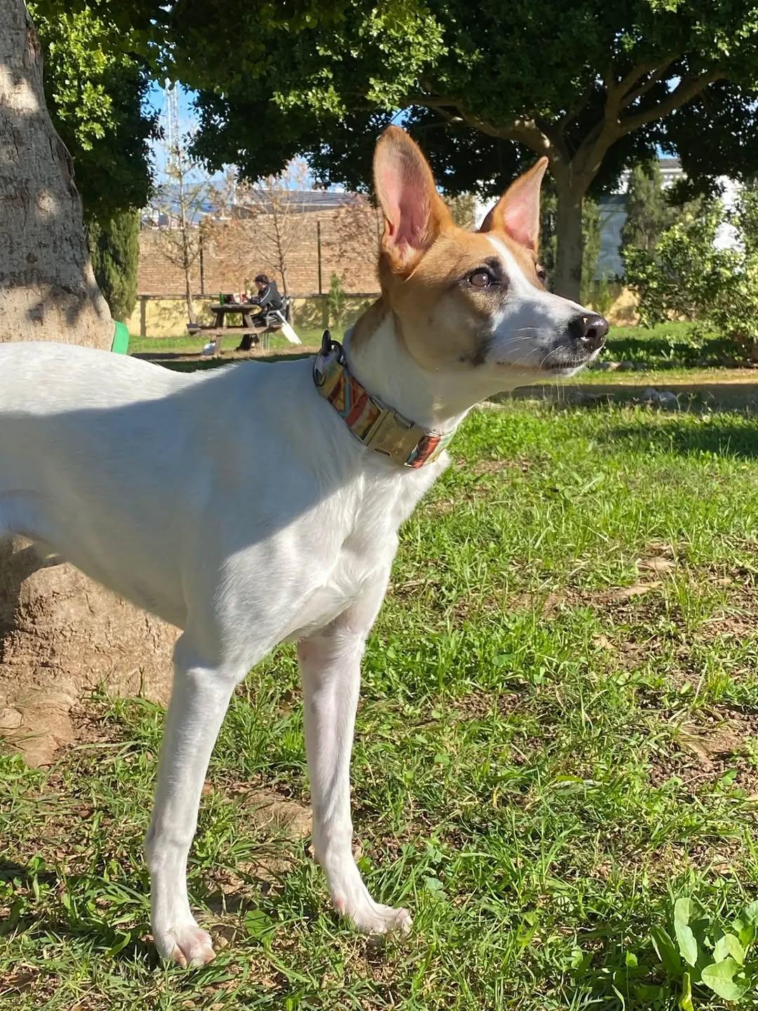 KIRA (3/7)